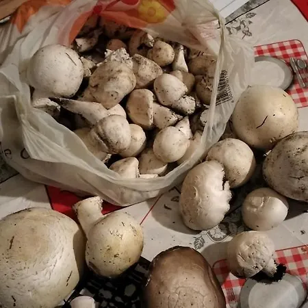 Nonno Severino לינה וארוחת בוקר 3*